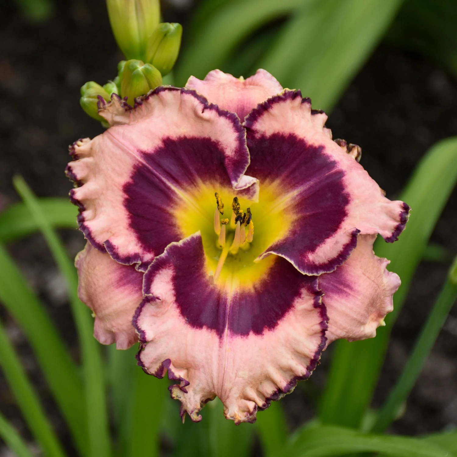 Rainbow Rhythm® 'Sound Of My Heart' Daylily 4 Rainbow Rhythm® 'Sound Of My Heart' Daylily - Image 2