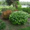 Glow Girl® Birchleaf Spirea -Garden Plants Store spiraea betulifolia glow girl 1 sw