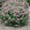 Double Play® Artisan® Spirea 1 Double Play® Artisan® Spirea -Garden Plants Store spiraea double play artisan 1 sw