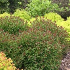 Double Play® Artisan® Spirea -Garden Plants Store spiraea double play artisan 3 sw