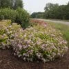 Double Play Big Bang® Spirea -Garden Plants Store spiraea double play big bang 1 sw