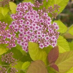 Double Play Big Bang® Spirea 9 Double Play Big Bang® Spirea -Garden Plants Store spiraea double play big bang 3 sw