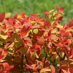 Double Play Big Bang® Spirea 10 Double Play Big Bang® Spirea -Garden Plants Store spiraea double play big bang 4 sw