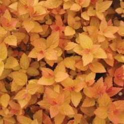 Double Play® Candy Corn® Spirea -Garden Plants Store spiraea double play candy corn 3 sw