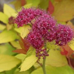 Double Play® Candy Corn® Spirea -Garden Plants Store spiraea double play candy corn 4 sw