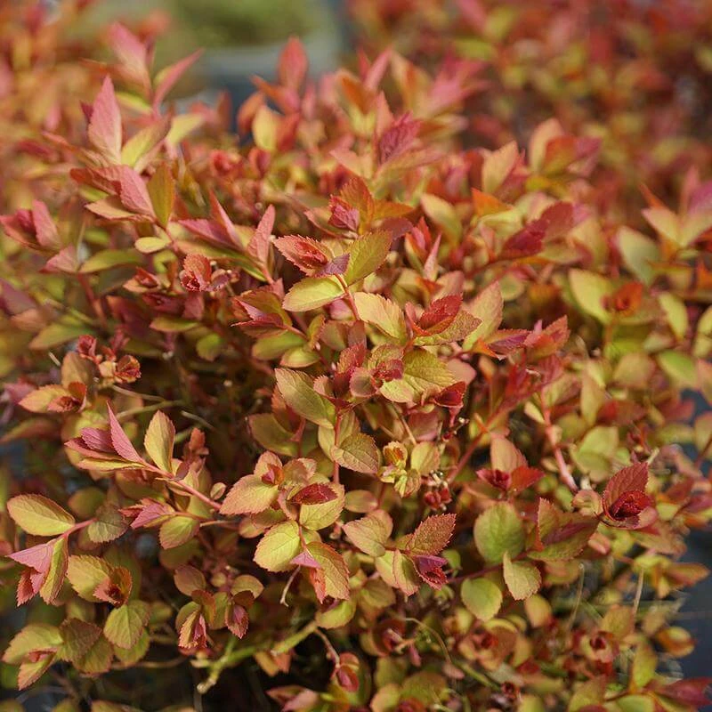Double Play Doozie® Reblooming Spirea 6 Double Play Doozie® Reblooming Spirea - Image 4