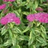 Double Play® Painted Lady® Spirea -Garden Plants Store spiraea double play painted lady 1 sw