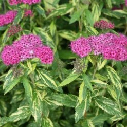 Double Play® Painted Lady® Spirea