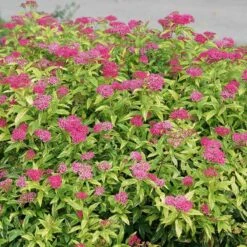 Double Play® Painted Lady® Spirea -Garden Plants Store spiraea double play painted lady 3 sw