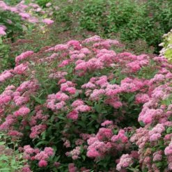 Double Play® Pink Spirea -Garden Plants Store spiraea double play pink 3 sw