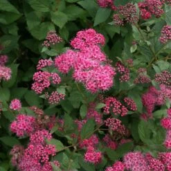 Double Play® Pink Spirea -Garden Plants Store spiraea double play pink 4 sw