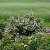 Wedding Cake® Bridal Wreath Spirea -Garden Plants Store spiraea nipponica wedding cake 1