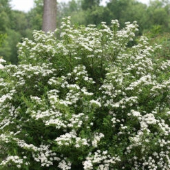 Wedding Cake® Bridal Wreath Spirea -Garden Plants Store spiraea nipponica wedding cake 3