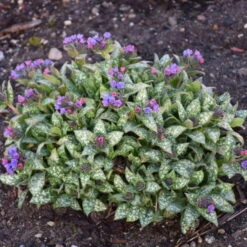 'Spot On' Lungwort 8 'Spot On' Lungwort -Garden Plants Store spot on lungwort 3