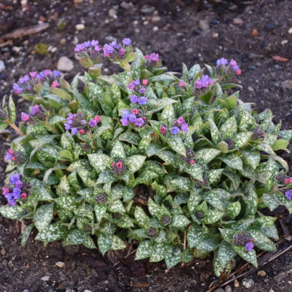 'Spot On' Lungwort 5 'Spot On' Lungwort - Image 3