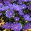 'Peachie's Pick' Stokes' Aster