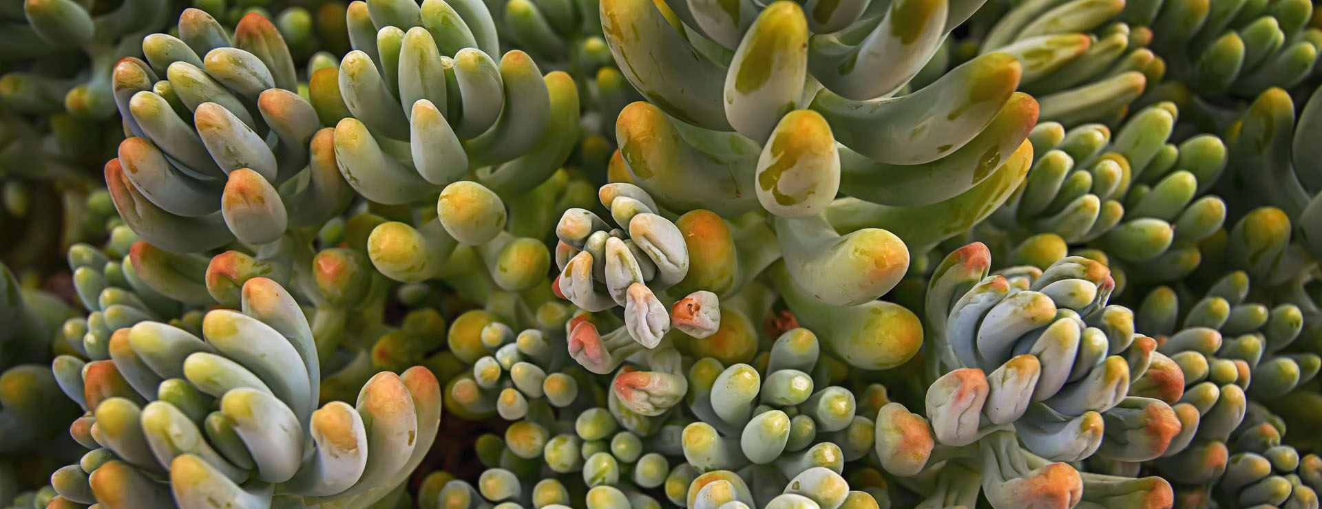 Garden Plants Store -Garden Plants Store succulent 3606708 1920 1