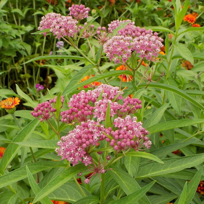 'Cinderella' Swamp Milkweed 4 'Cinderella' Swamp Milkweed - Image 2