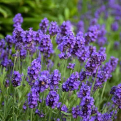 Sweet Romance® Lavender -Garden Plants Store sweet romance lavandula 2