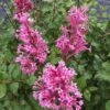Bloomerang® Dwarf Pink Reblooming Lilac -Garden Plants Store syringa bloomerang dwarf pink lilac 1 ca3fc799 919c 4a33 a461 56b08962e108 sw