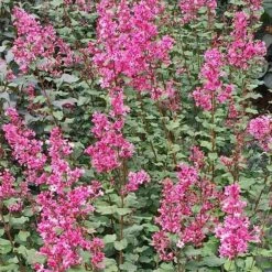 Bloomerang® Dwarf Pink Reblooming Lilac -Garden Plants Store syringa bloomerang dwarf pink lilac 3 90d9a641 6508 400c a33c 738aae7d525d sw