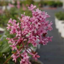 Bloomerang® Dwarf Pink Reblooming Lilac -Garden Plants Store syringa bloomerang dwarf pink lilac 4 8966bce5 8ef0 449e a4c9 daa5789b0725 sw