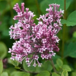 Bloomerang® Dwarf Pink Reblooming Lilac -Garden Plants Store syringa bloomerang dwarf pink lilac 5 50a99c2d 27cc 441b 9d5a 6c5c9f36fb3a sw