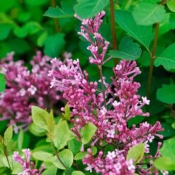 Bloomerang® Dwarf Pink Reblooming Lilac -Garden Plants Store syringa bloomerang dwarf pink lilac 6 ebc88012 3b1b 494c 9eef 9d46293e6941 sw