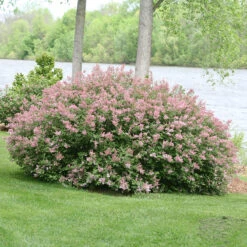 Scent And Sensibility™ Pink Lilac -Garden Plants Store syringa scent sensibility pink 3
