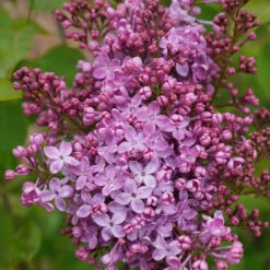 Scentara Pura® Lilac -Garden Plants Store syringa scentara pura 5