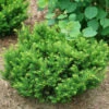 Stonehenge Dark Druid® Yew 2 Stonehenge Dark Druid® Yew -Garden Plants Store taxus stonehenge dark druid yew 1