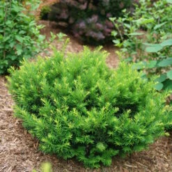 Stonehenge Dark Druid® Yew 8 Stonehenge Dark Druid® Yew -Garden Plants Store taxus stonehenge dark druid yew 3