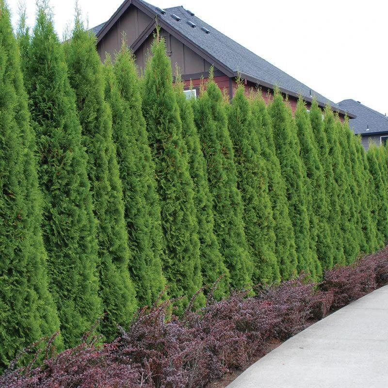 'Emerald Green' Arborvitae (aka 'Smaragd') 3 'Emerald Green' Arborvitae (aka 'Smaragd')