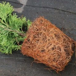 'Emerald Green' Arborvitae (aka 'Smaragd') 13 'Emerald Green' Arborvitae (aka 'Smaragd') -Garden Plants Store thuja emerald arborvitae 4 sw