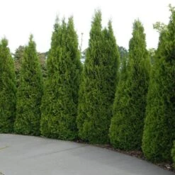 'Emerald Green' Arborvitae (aka 'Smaragd') 14 'Emerald Green' Arborvitae (aka 'Smaragd') -Garden Plants Store thuja emerald arborvitae 5 sw