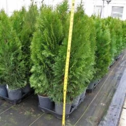 'Emerald Green' Arborvitae (aka 'Smaragd') 15 'Emerald Green' Arborvitae (aka 'Smaragd') -Garden Plants Store thuja emerald arborvitae 6 sw