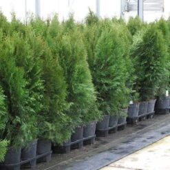 'Emerald Green' Arborvitae (aka 'Smaragd') 16 'Emerald Green' Arborvitae (aka 'Smaragd') -Garden Plants Store thuja emerald arborvitae 7 sw