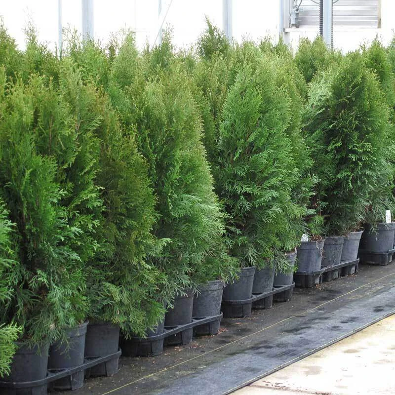 'Emerald Green' Arborvitae (aka 'Smaragd') 9 'Emerald Green' Arborvitae (aka 'Smaragd') - Image 7