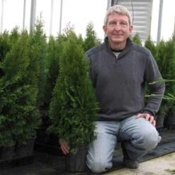 'Emerald Green' Arborvitae (aka 'Smaragd') 17 'Emerald Green' Arborvitae (aka 'Smaragd') -Garden Plants Store thuja emerald arborvitae 8 sw
