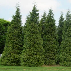 'Green Giant' Arborvitae/Thuja 13 'Green Giant' Arborvitae/Thuja -Garden Plants Store thuja green giant 3copy2