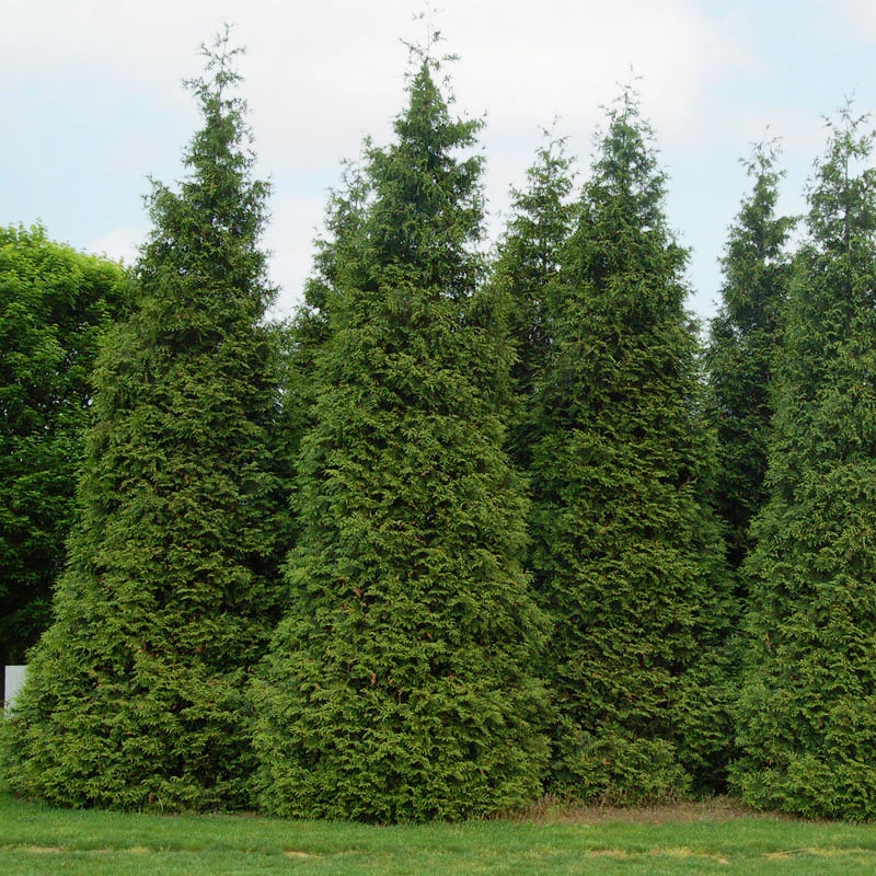 'Green Giant' Arborvitae/Thuja 7 'Green Giant' Arborvitae/Thuja - Image 5
