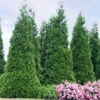 'Green Giant' Arborvitae/Thuja -Garden Plants Store thuja green giant 4copy2