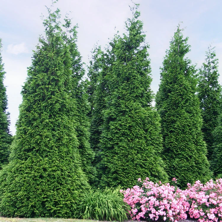 'Green Giant' Arborvitae/Thuja 3 'Green Giant' Arborvitae/Thuja