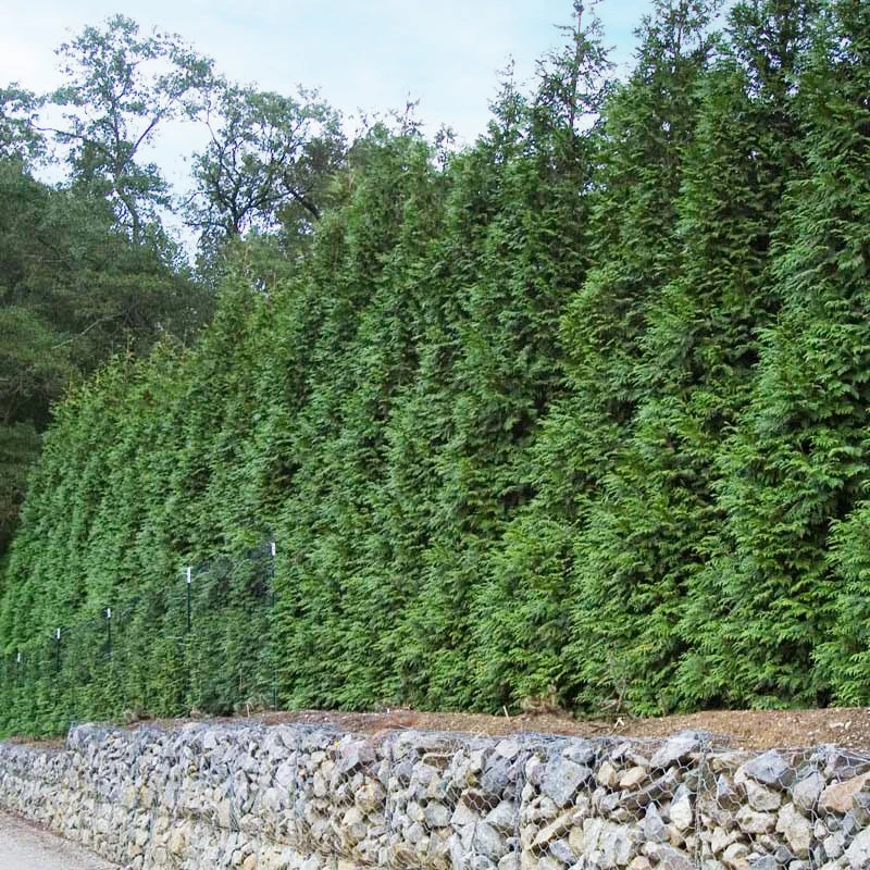 'Green Giant' Arborvitae/Thuja 8 'Green Giant' Arborvitae/Thuja - Image 6