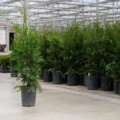 'Green Giant' Arborvitae/Thuja 11 'Green Giant' Arborvitae/Thuja -Garden Plants Store thuja green giant 8copy