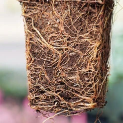 'Green Giant' Arborvitae/Thuja 12 'Green Giant' Arborvitae/Thuja -Garden Plants Store thuja green giant P1063707 1 copy