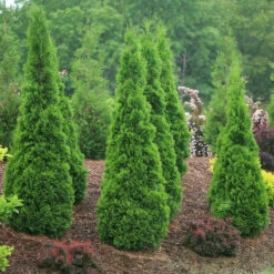 North Pole® Arborvitae