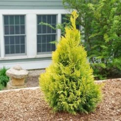 Fluffy® Arborvitae