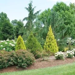 Fluffy® Arborvitae -Garden Plants Store thuja plicata fluffy 3 sw