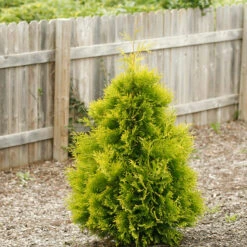 Polar Gold® Arborvitae 8 Polar Gold® Arborvitae -Garden Plants Store thuja polar gold 1